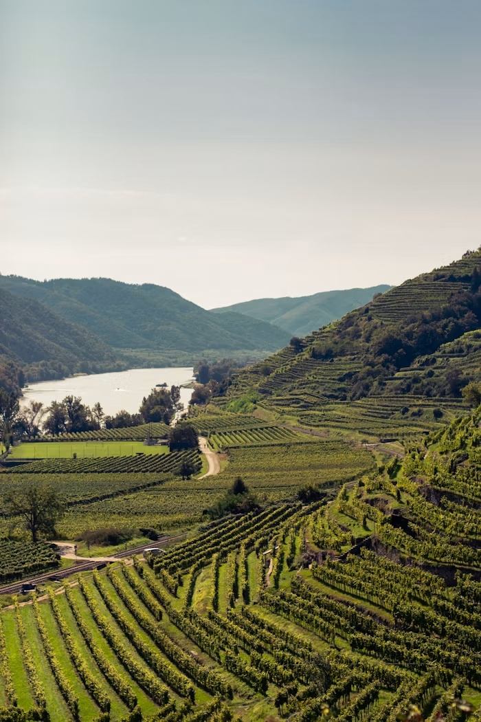 Weinberge und Donautal in der Wachau